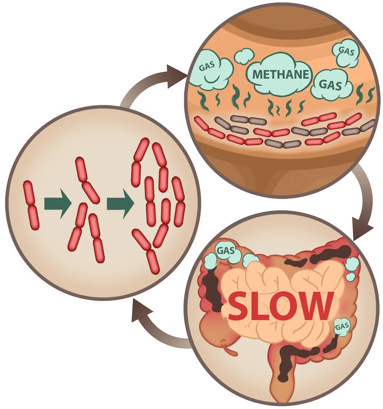 Emma Relieve slows methane gas production for better digestion