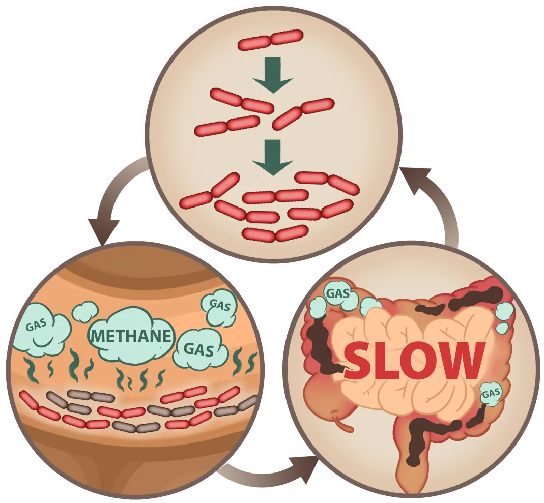 Emma Relieve digestive process mobile illustration