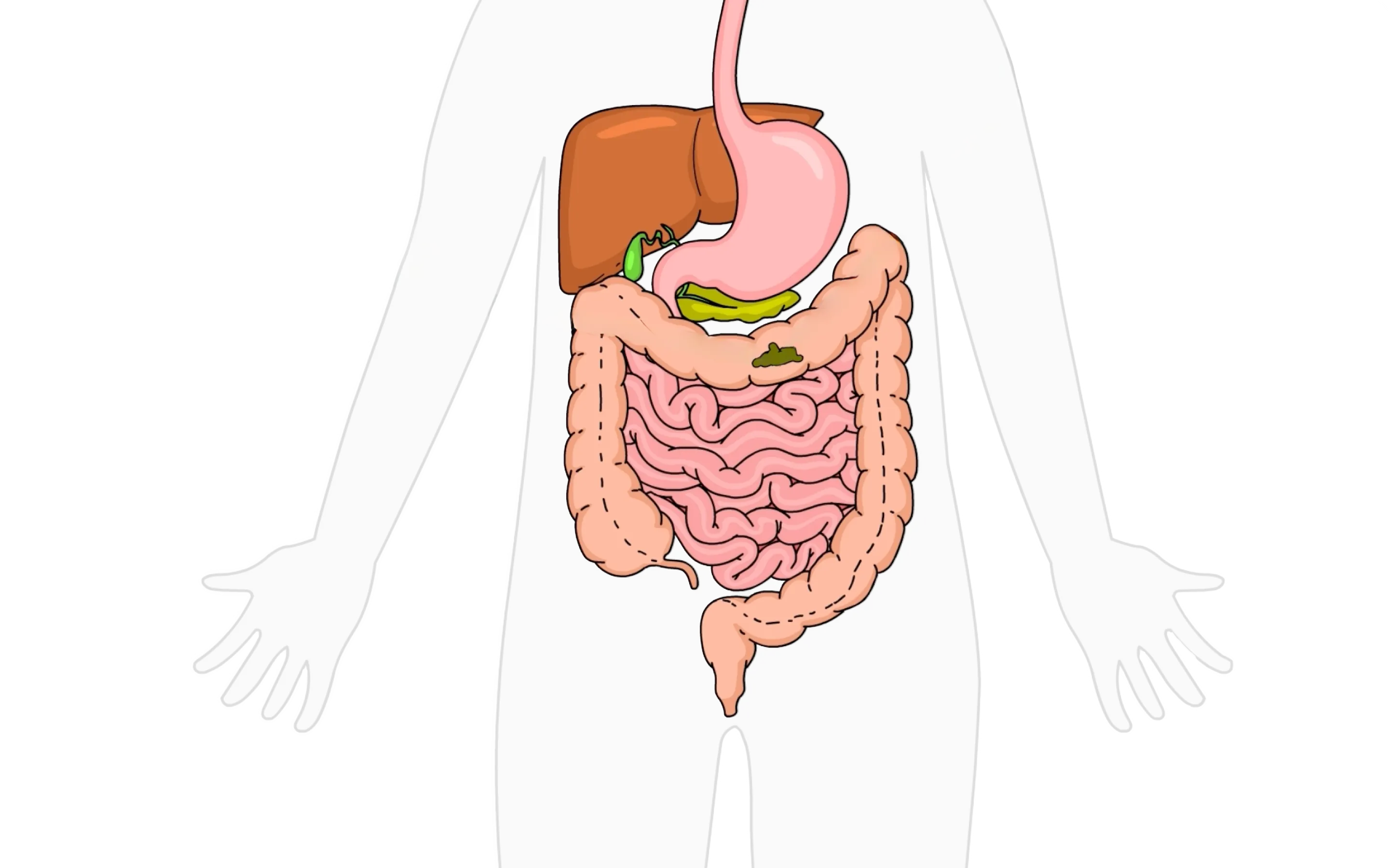Emma Relieve gut health video illustration