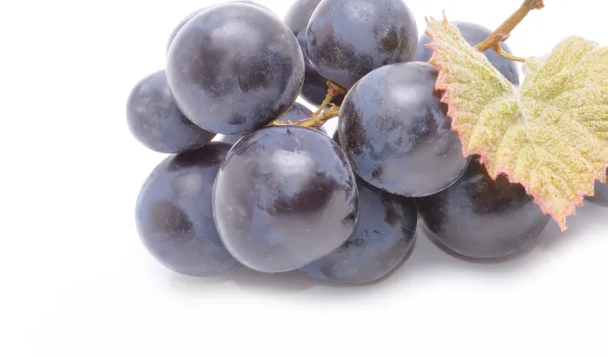Resveratrol – Emma Relieve antioxidant gut support ingredient