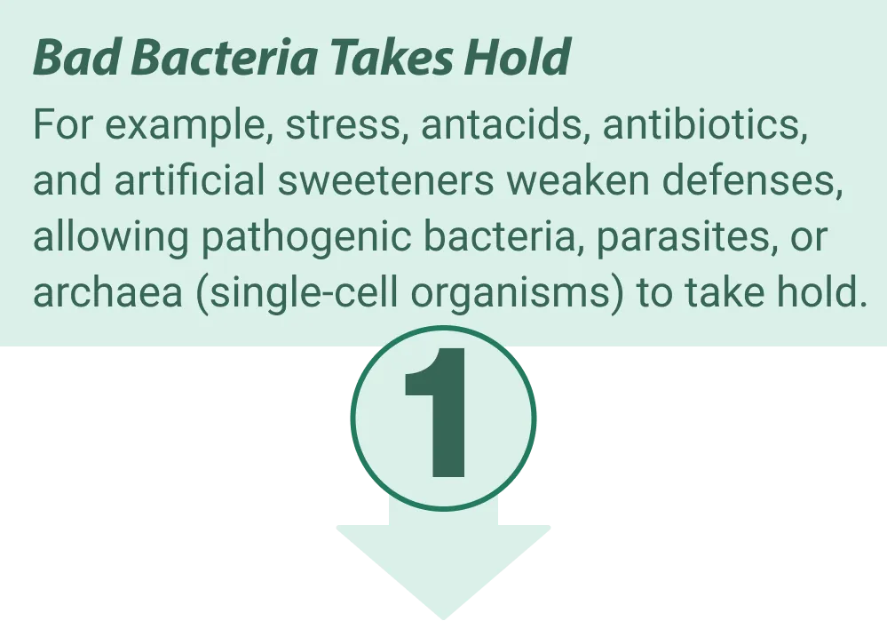 Emma Relieve gut health benefits illustration