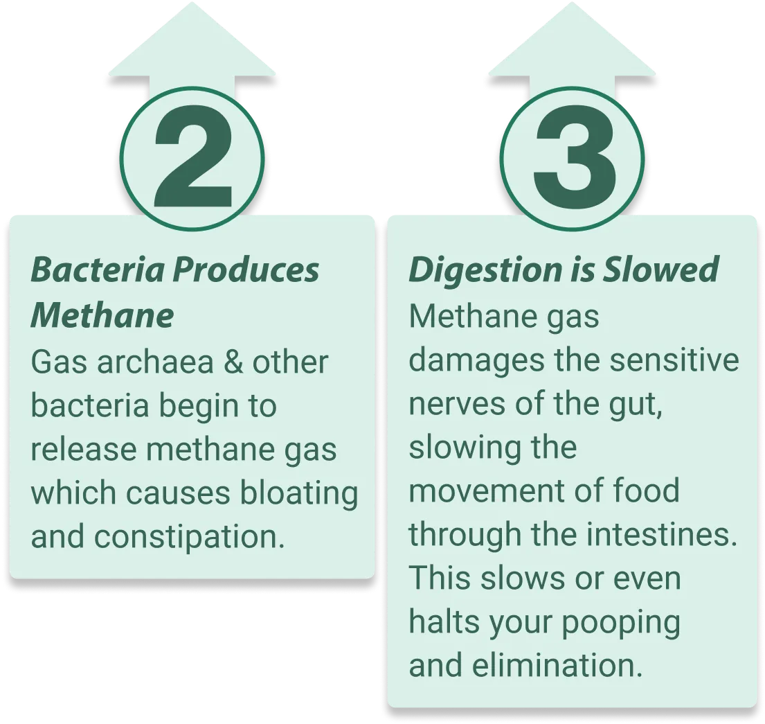 Emma Relieve supports healthy gut microbiome balance