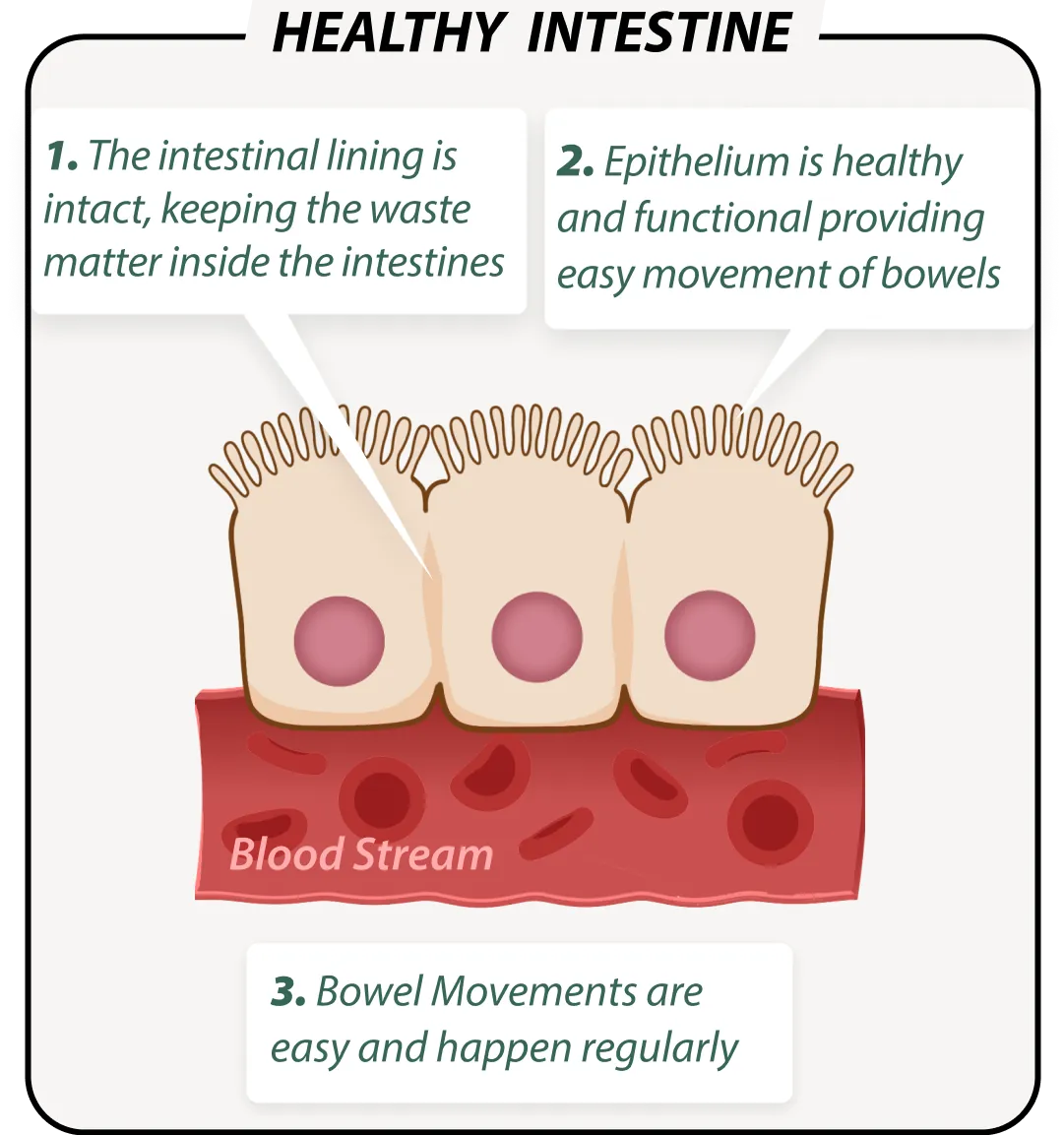 Healthy gut with Emma Relieve – balanced microbiome illustration